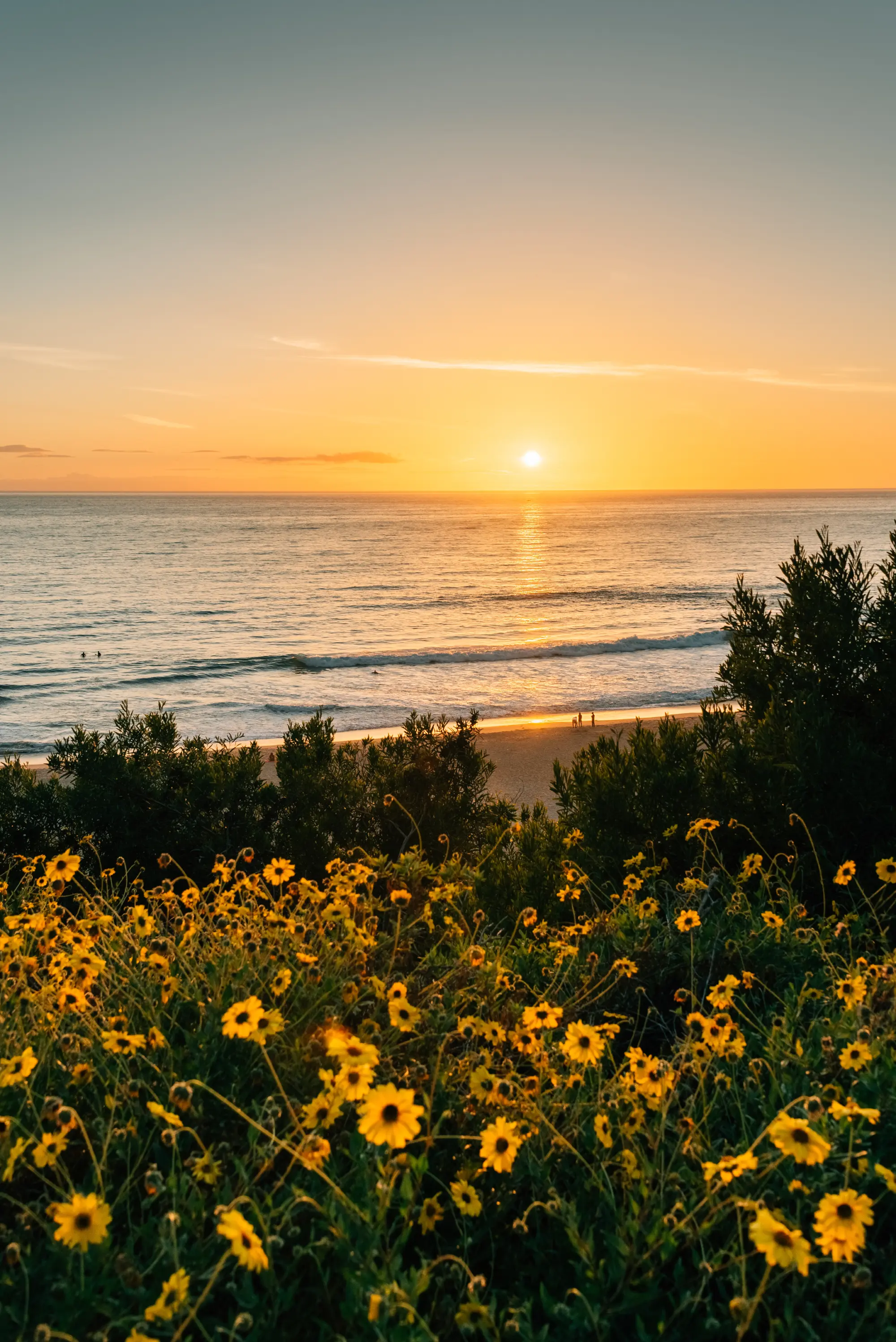 Yellow flowers and view of Strand Beach from Dana Point Headlands Conservation Area, in Dana Point, Orange County, California