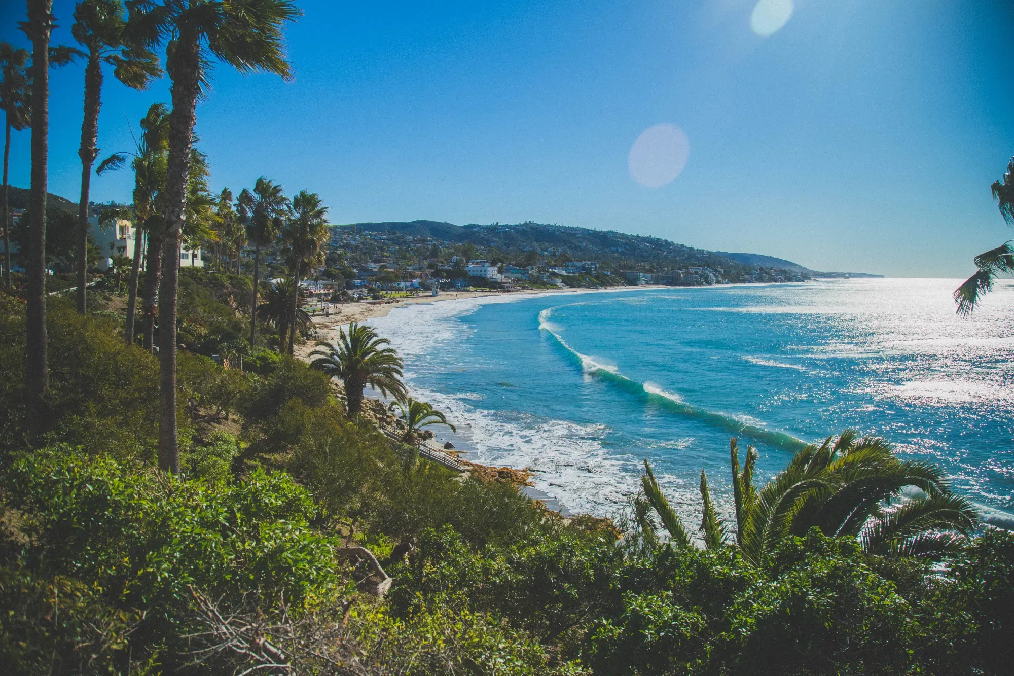 vegetation and plat life in laguna beach in southern california Heisler Park